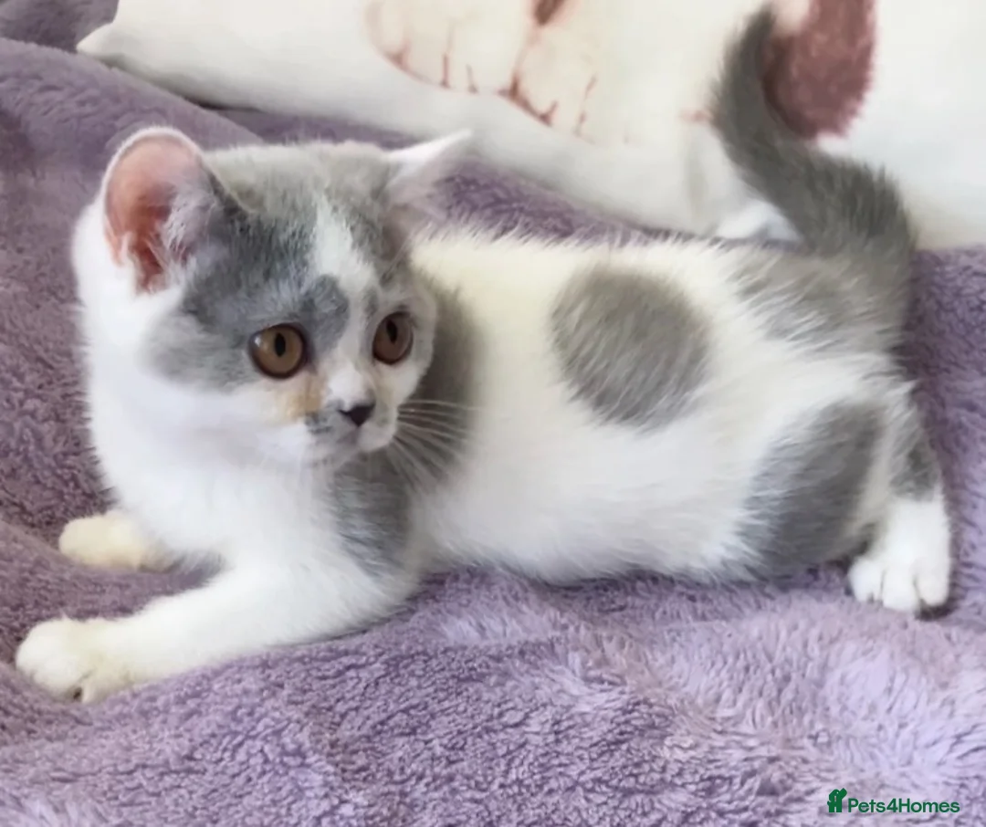 British Shorthair cats for sale: Gorgeous Blue & White British Shorthair Registered - Advert 1