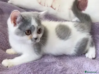 British Shorthair cats Gorgeous Blue & White British Shorthair Registered - Advert 2