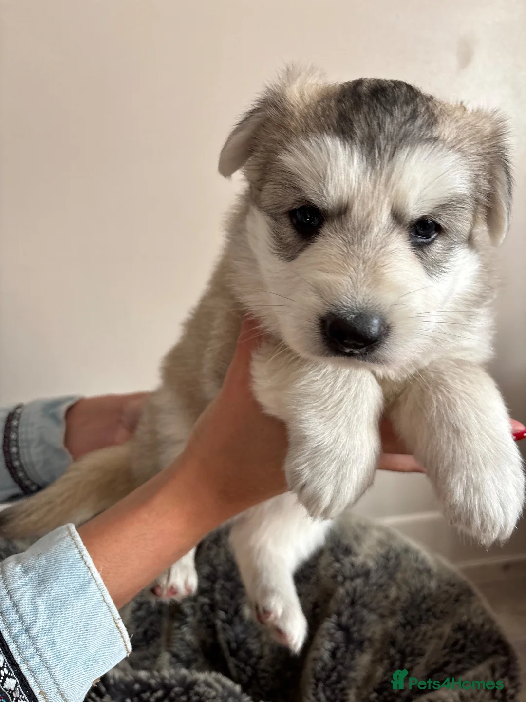 German Shepherd dogs for sale: German shepherd puppies  - Advert 2