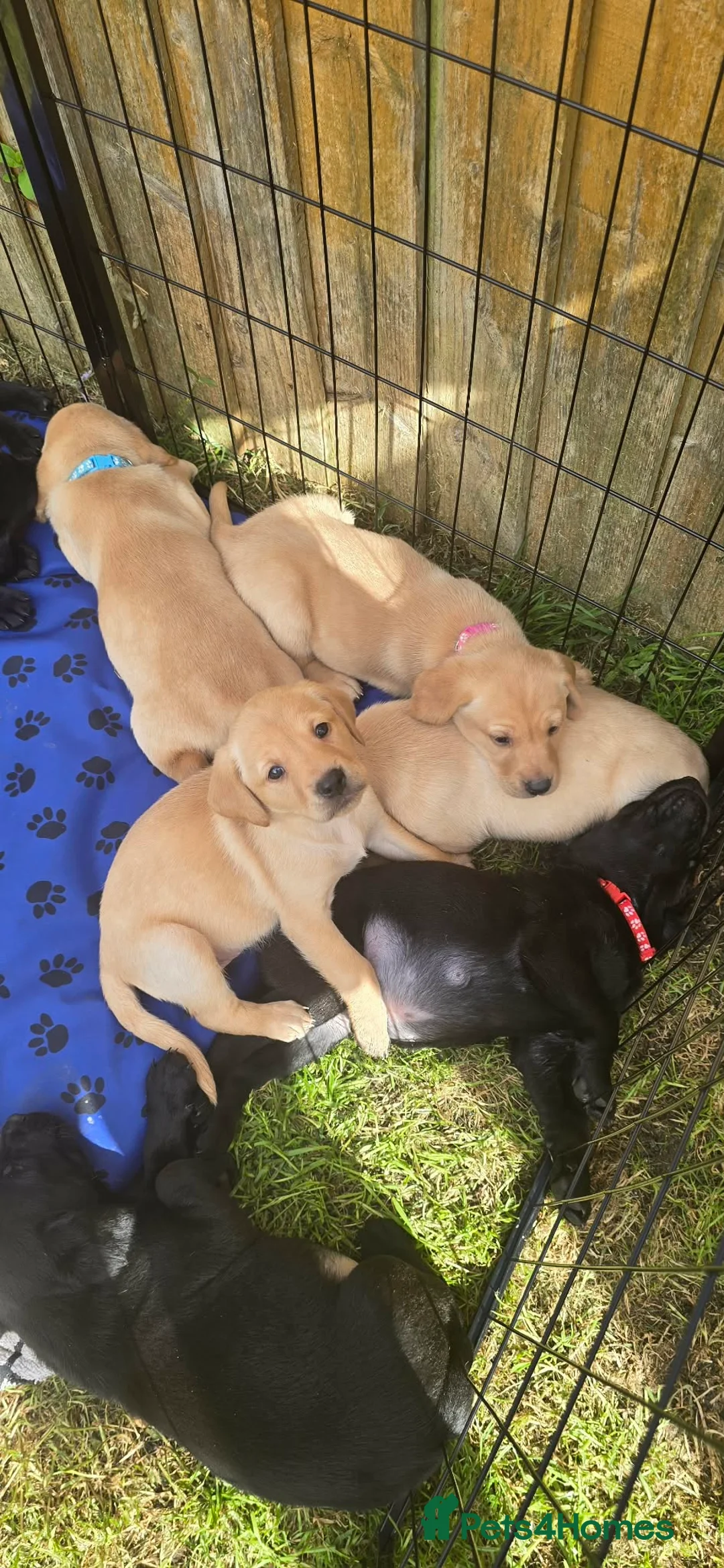 Labrador Retriever dogs for sale: Stunning working Labrador puppies READY TO LEAVE!  - Advert 1
