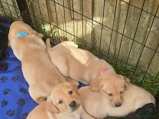Labrador Retriever dogs Stunning working Labrador puppies - Advert 9