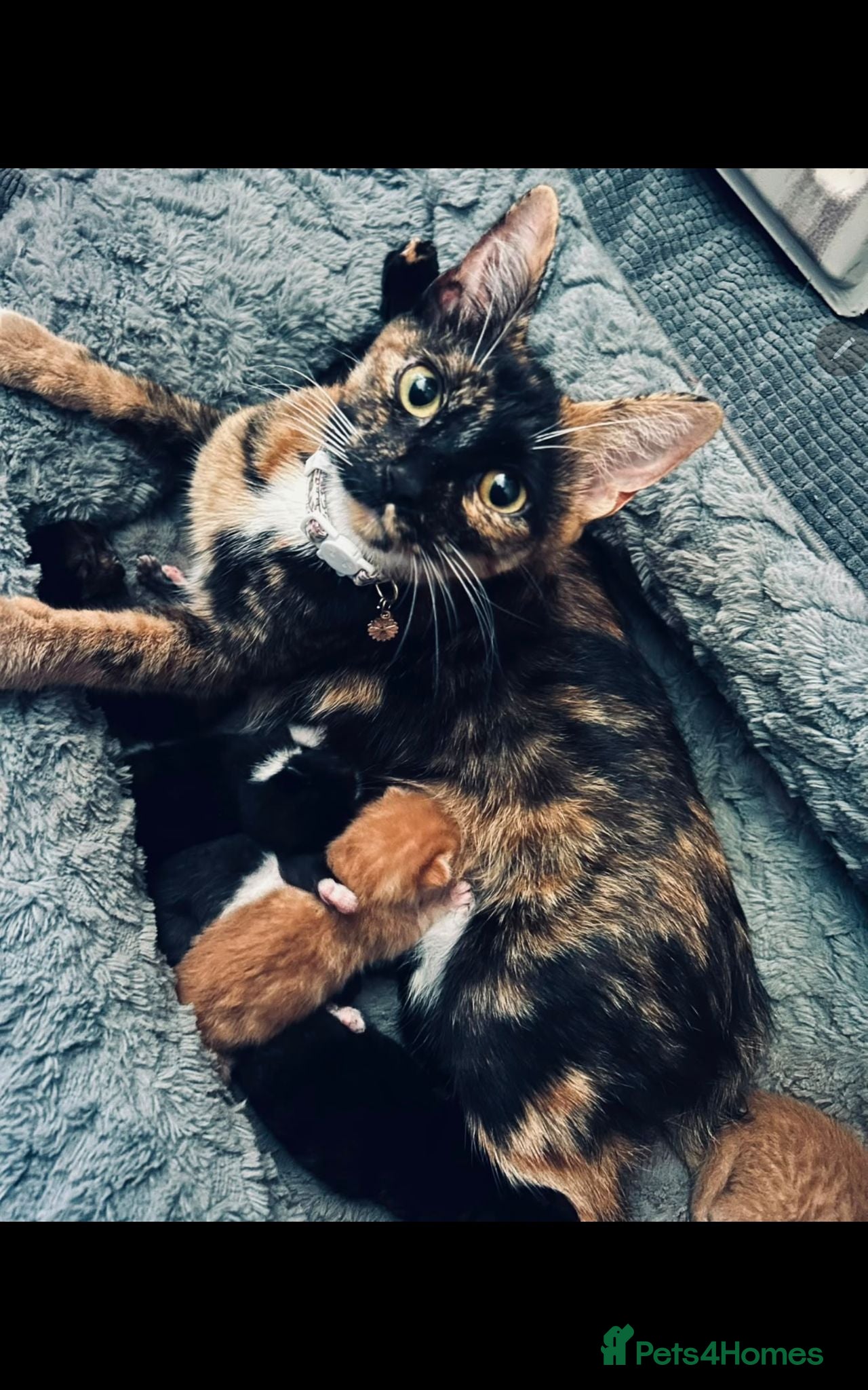 Mixed Breed cats 1 Kitten left - Advert 3