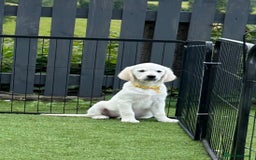 Golden Retriever dogs for sale: 🏆 Kc reg puppies health tested parents 🏆 - Image 8