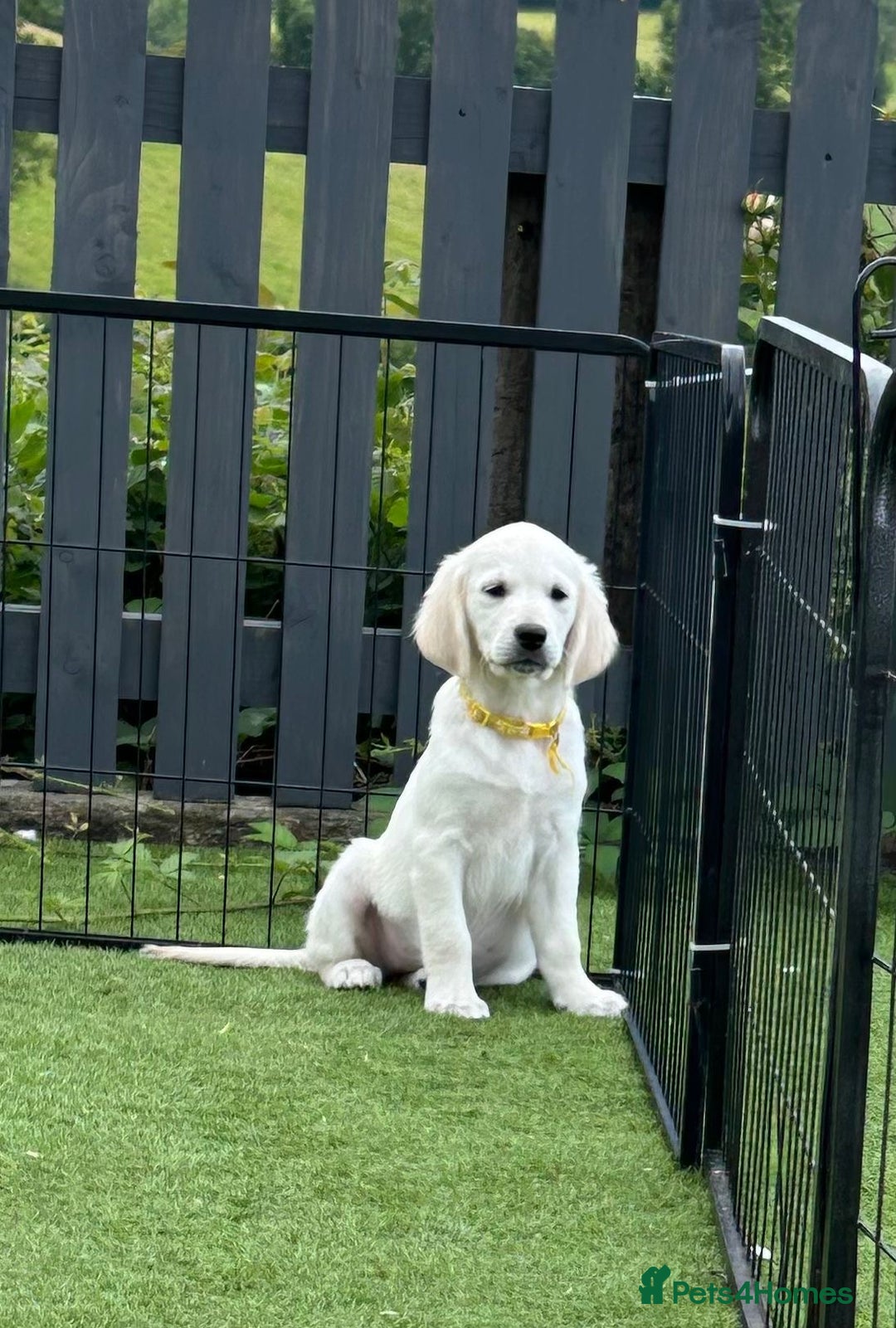 Golden Retriever dogs for sale: 🏆 Kc reg puppies health tested parents 🏆 - Image 8
