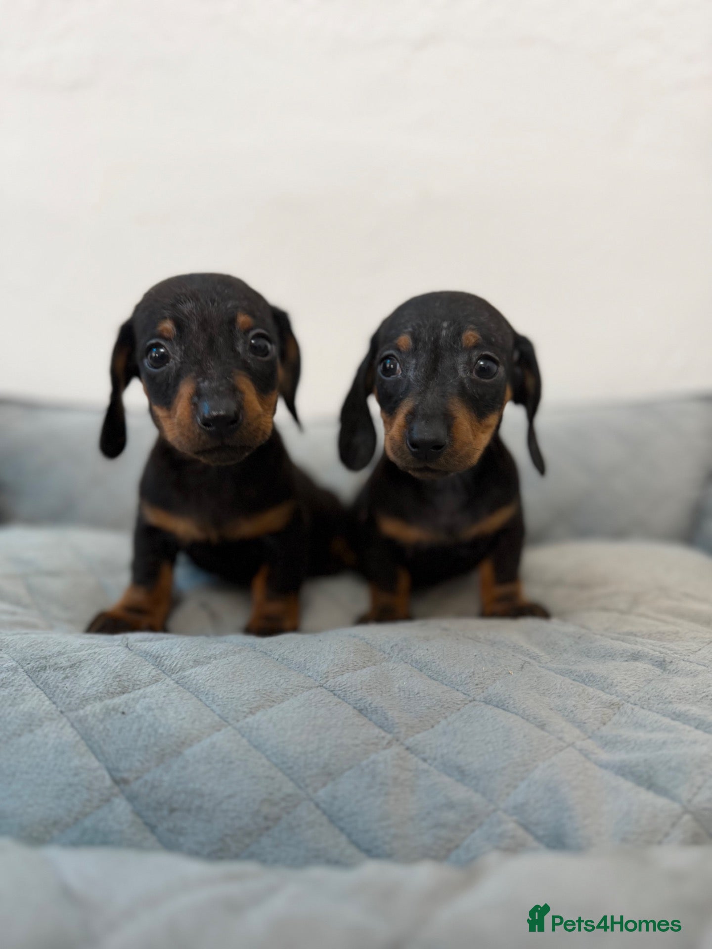 Dachshund dogs for sale: Miniature Dachshund  - Advert 16