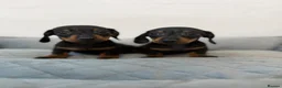 Dachshund dogs for sale: Miniature Dachshund  - Advert 4