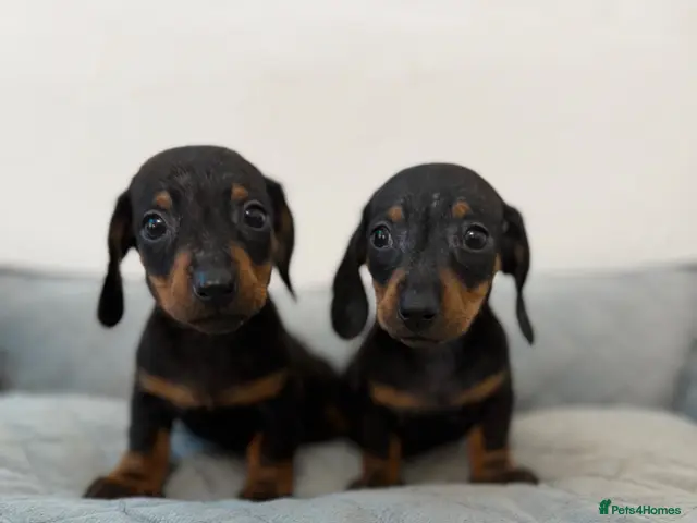 Dachshund dogs for sale: Miniature Dachshund - Advert 3