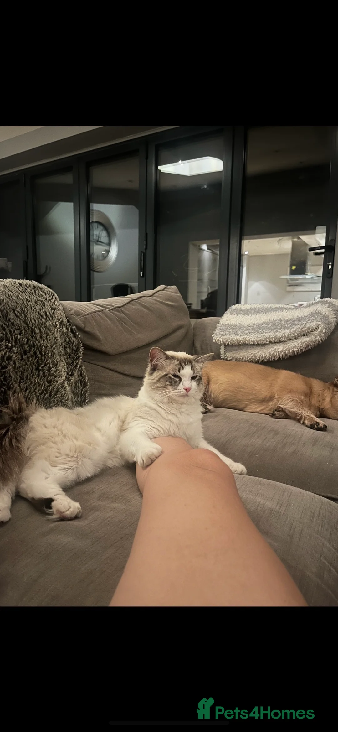 Ragdoll cats for stud: Seal Lynx Ragdoll Stud TICA in Colchester - Advert 2