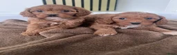 Cavapoo dogs for sale: KC REG CAVAPOO PUPPIES FOR SALE NOW - Advert 4