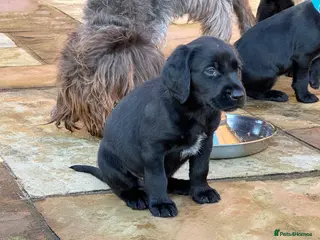 Mixed Breed dogs Meet the Griffadors - Advert 13