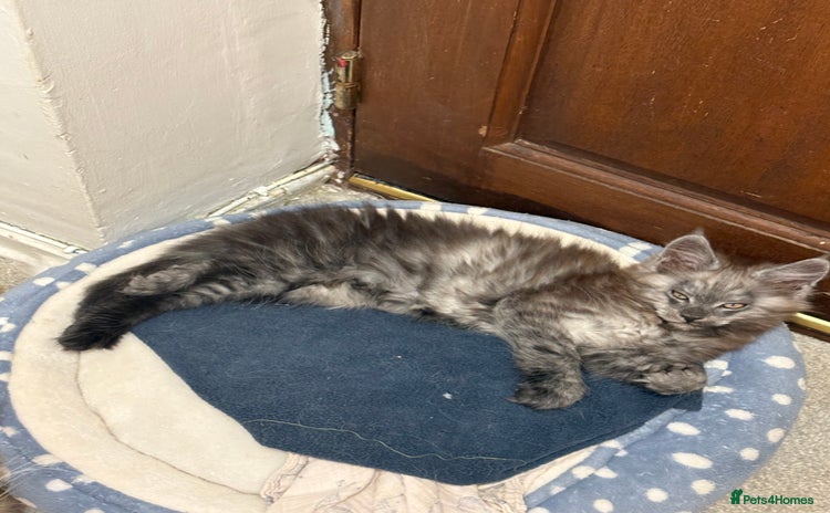 Maine Coon cats in Tunbridge Wells - Advert 2