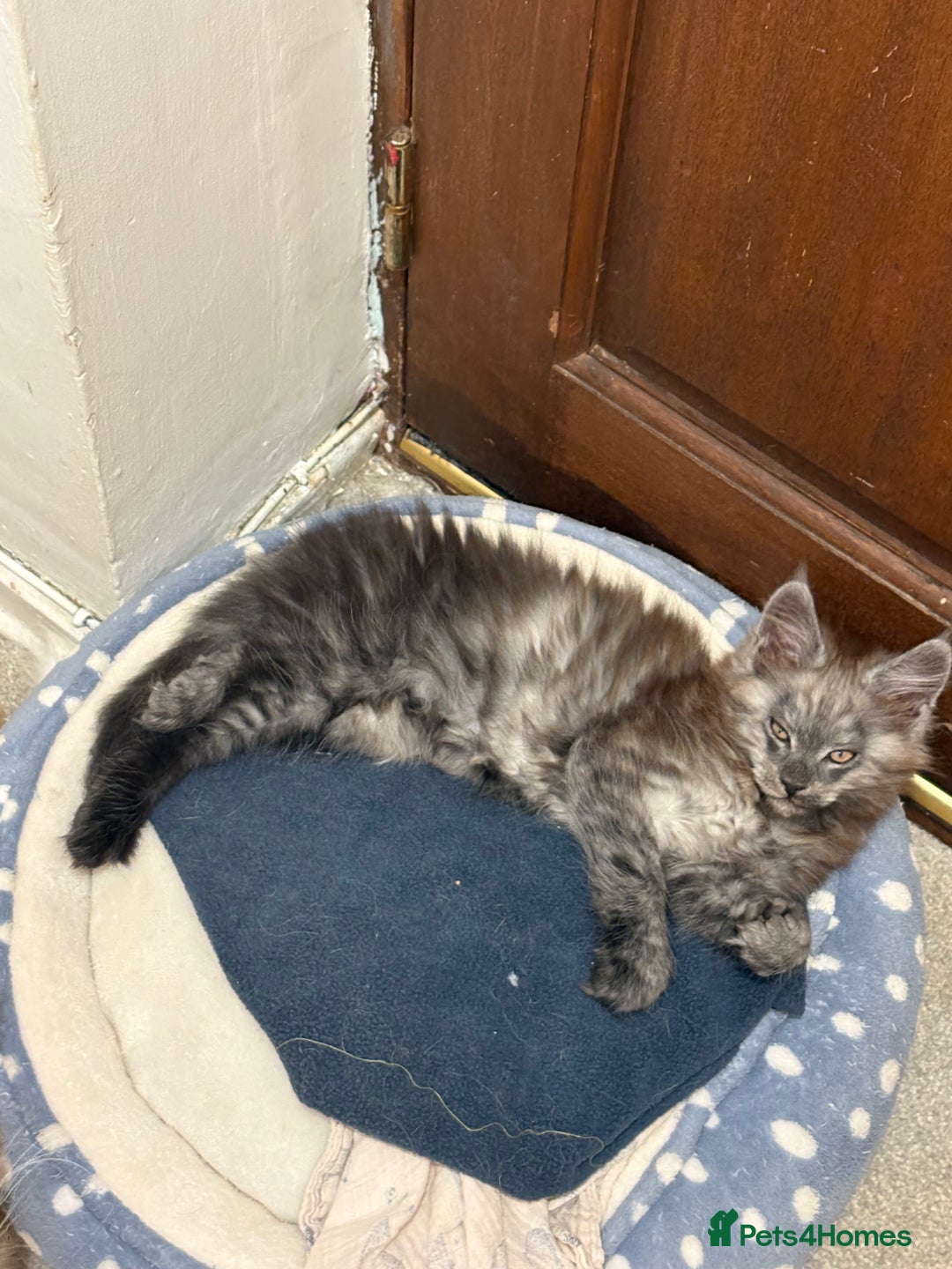 Maine Coon cats for sale: Maine Coon baby boy in Tunbridge Wells - Image 1