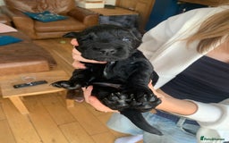 Sprocker dogs for sale: Gorgeous sprocker spaniel puppies  - Image 3