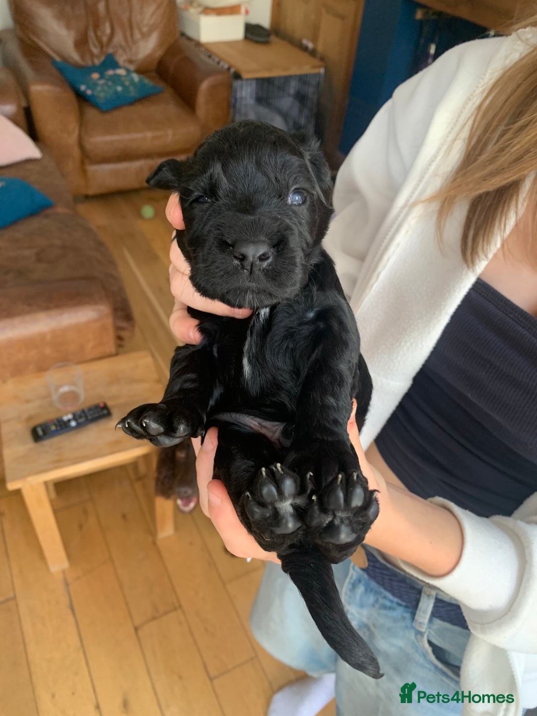 Sprocker dogs for sale: Gorgeous sprocker spaniel puppies  - Image 3