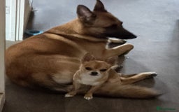 Chihuahua dogs for stud: PUREBRED CHIHUAHUA FOR STUD ONLY APPLE HEADED   - Image 2