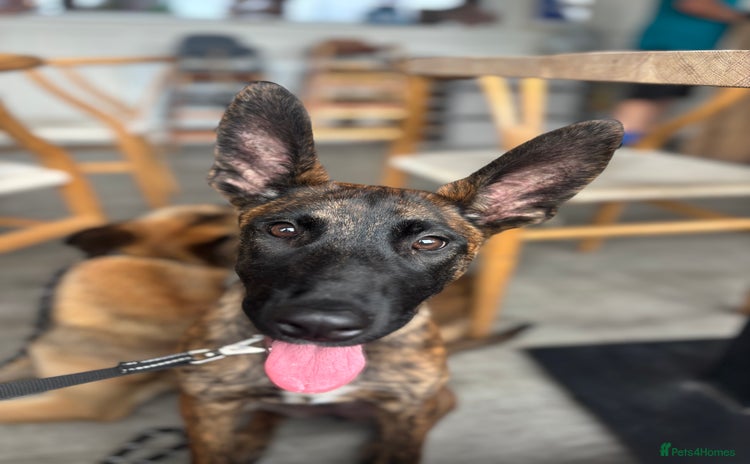 Belgian Shepherd Dog dogs - Advert 1