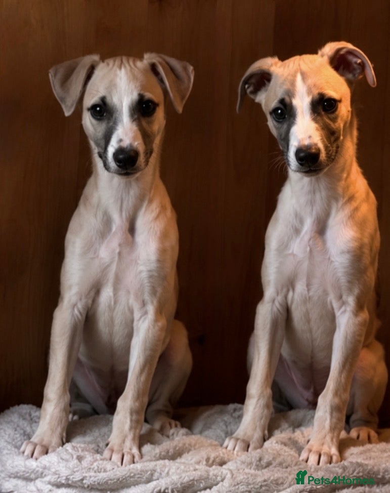 Whippet dogs Fawn Whippet Puppies show breeding lines - Advert 1