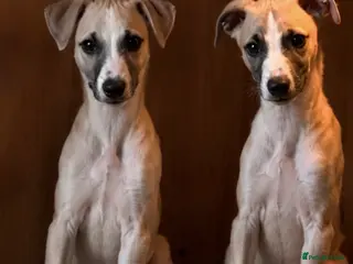 Whippet dogs Fawn Whippet Puppies show breeding lines - Advert 1