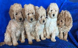 Cavapoo dogs for sale: Fully DNA Health Tested Cavapoo Puppies - Image 7