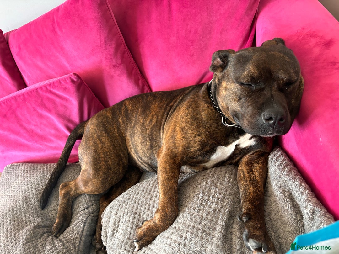 American Bully dogs for sale: Classic American Bully - Image 2