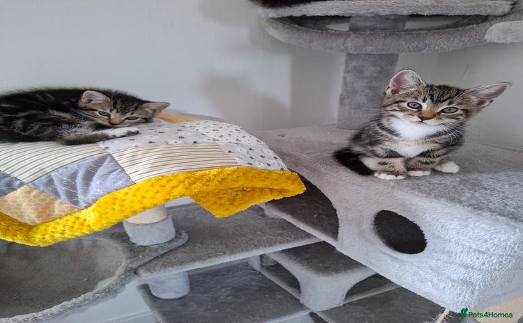 Domestic Shorthair cats - Advert 1