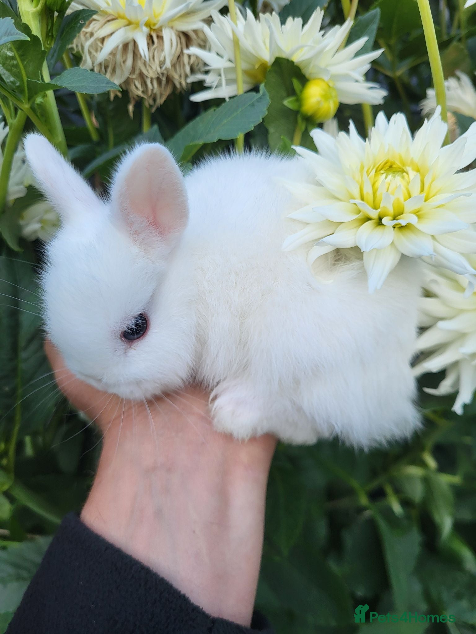Netherland Dwarf rabbits One grey male and white girl blue eyes ready for n - Advert 5