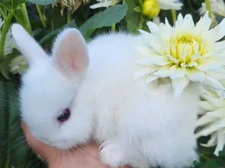 Netherland Dwarf rabbits One grey male and white girl blue eyes ready for n - Advert 5