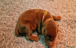 Dobermann dogs for sale: 3 Male Top Line Dobermans - Image 4