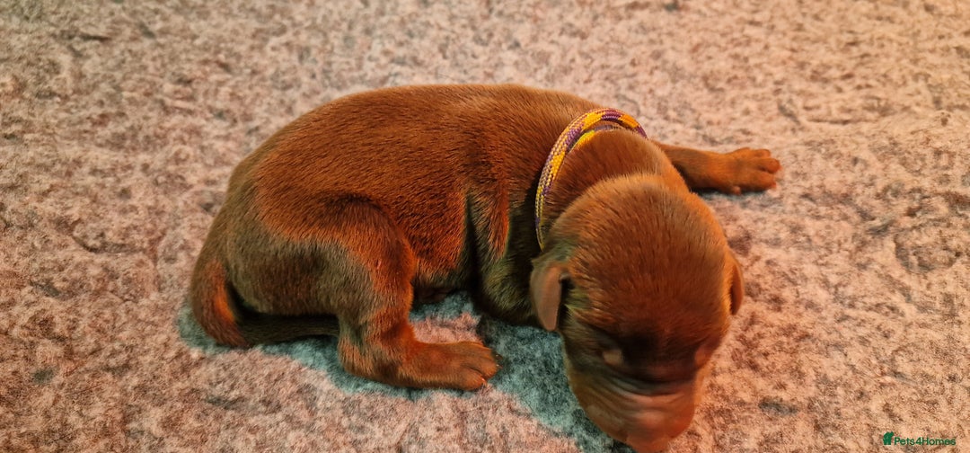 Dobermann dogs for sale: 3 Male Top Line Dobermans - Image 4