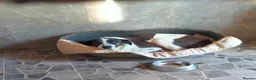 Mixed Breed dogs for adoption: Lula, a spanish mastif - pointer cross  in Barnoldswick - Advert 9