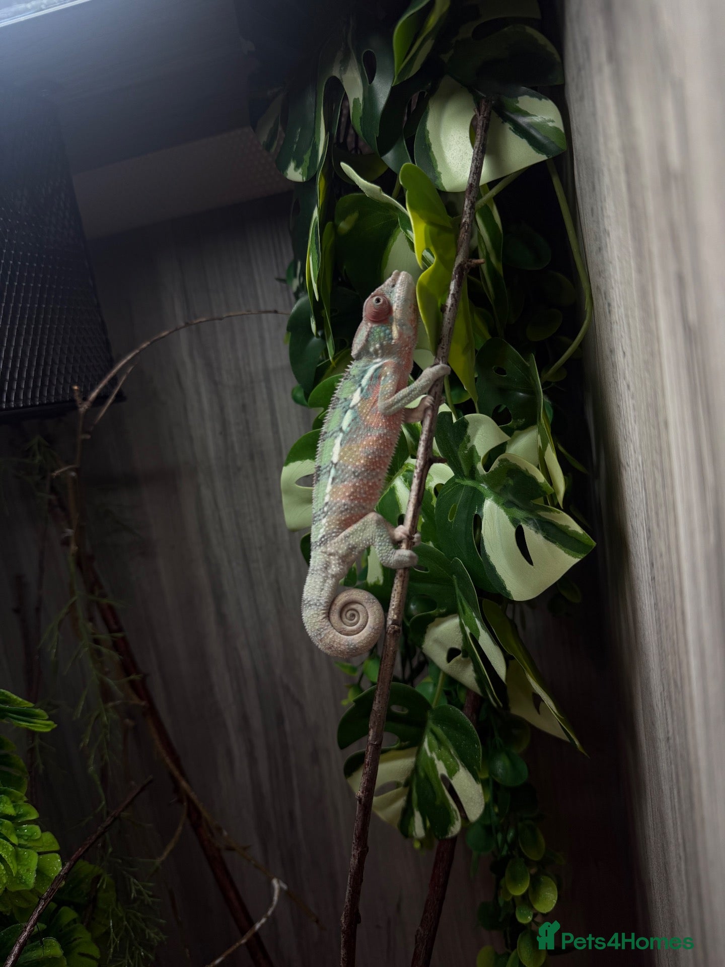 Chameleon reptiles Panther chameleon  - Advert 3