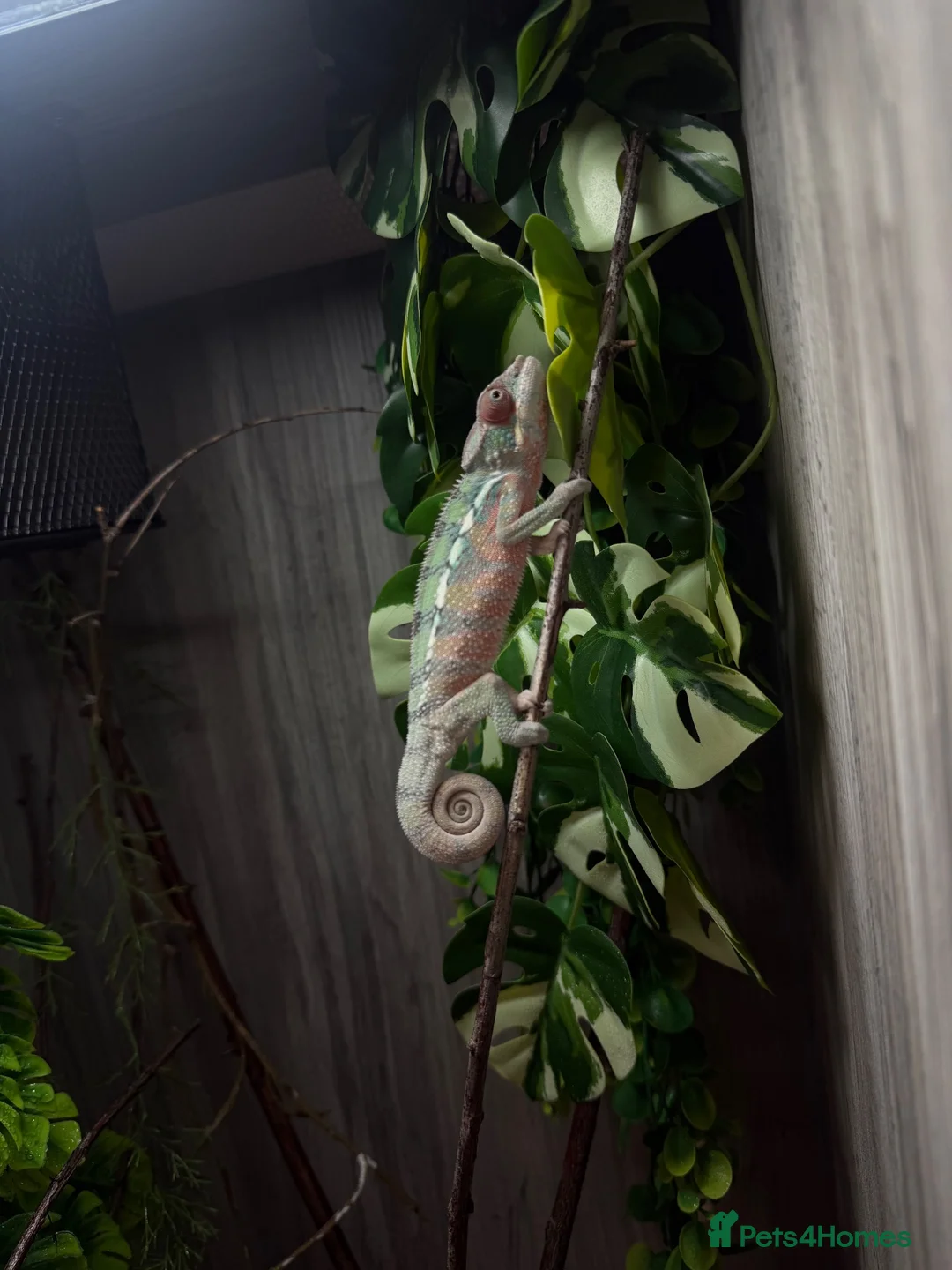Chameleon reptiles for sale: Panther chameleon  in Tadworth - Advert 1
