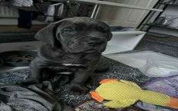 Cane Corso dogs for sale: Blue Cane corso - Image 6