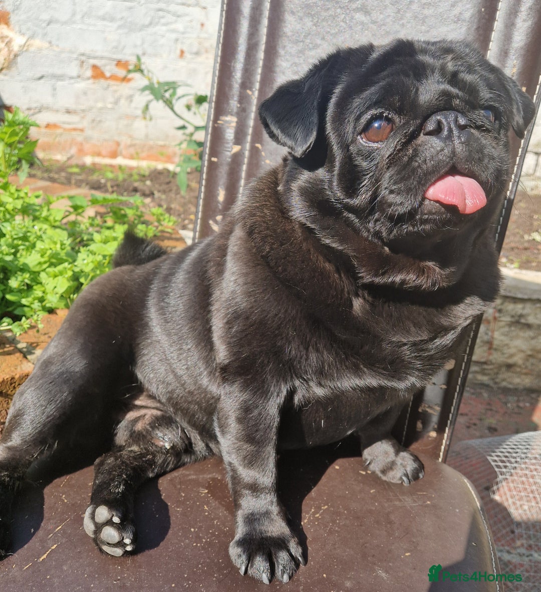 Pug dogs for stud: Kc registered tiny black pug for stud - Image 2