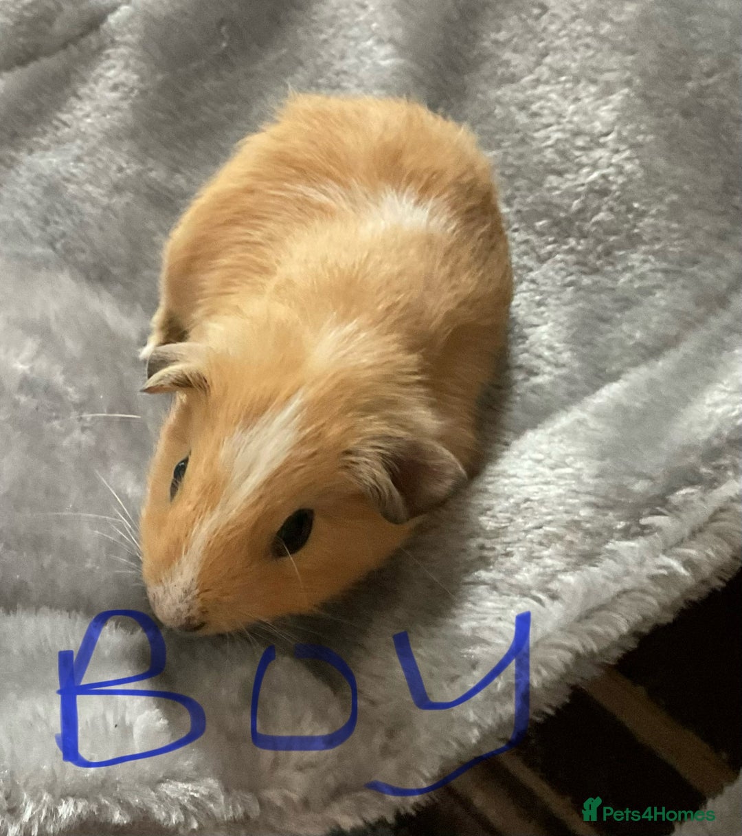 Guinea Pig rodents for sale: Mixed baby guinea pigs - Image 10