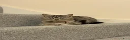 British Shorthair cats for sale: Lovely British shorthair kittens  in Boston - Advert 8
