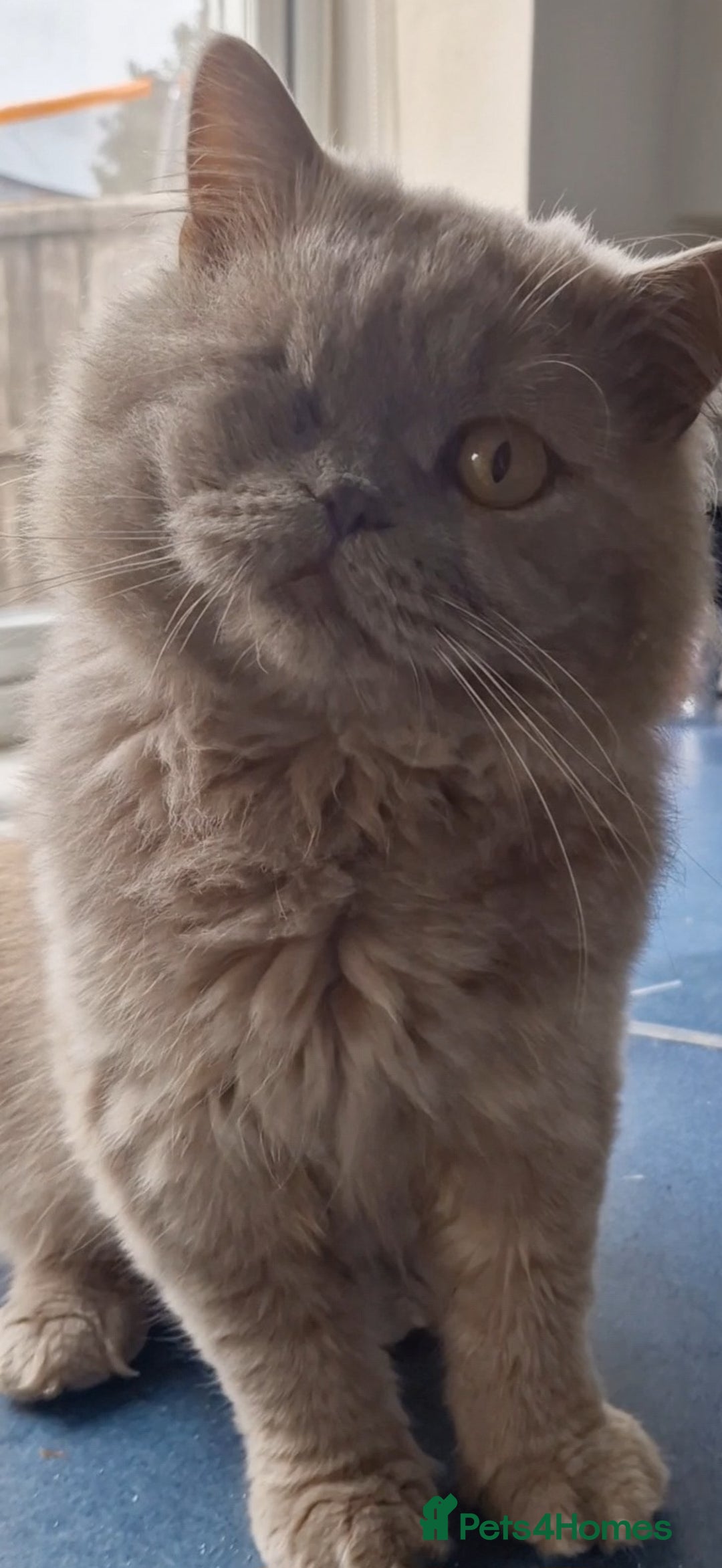 British Longhair cats for sale: Special boy British Longhair  - Image 2