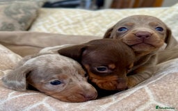 Miniature Dachshund dogs for sale: Miniature Dachshund Puppies LICENSED BREEDER - Image 7