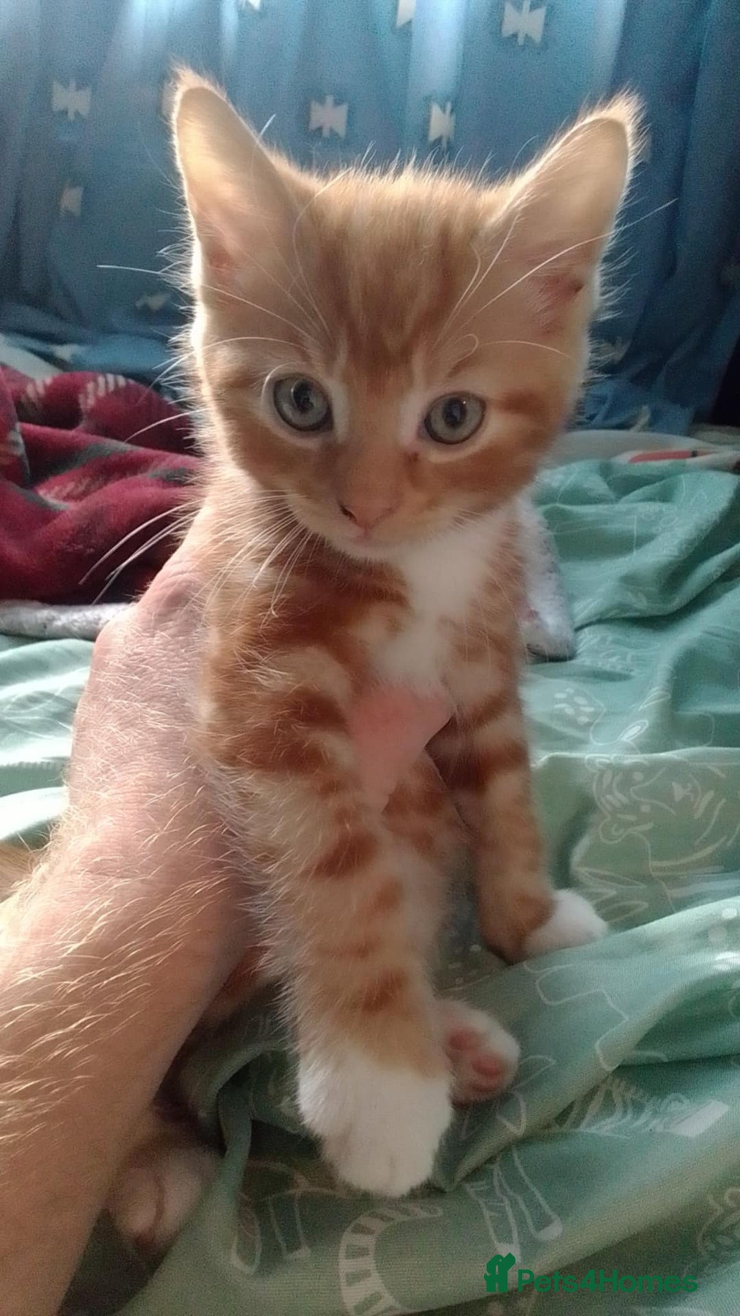 Mixed Breed cats for sale: mix breed kitten one male - Image 2