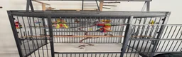 Conures birds for sale: Red factor, yellow sided pineapple conure - Advert 15