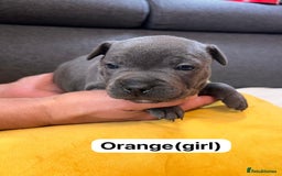 Staffordshire Bull Terrier dogs for sale:   Champion-KC.Reg.Blue Staffordshire Bull Terrier  - Image 15