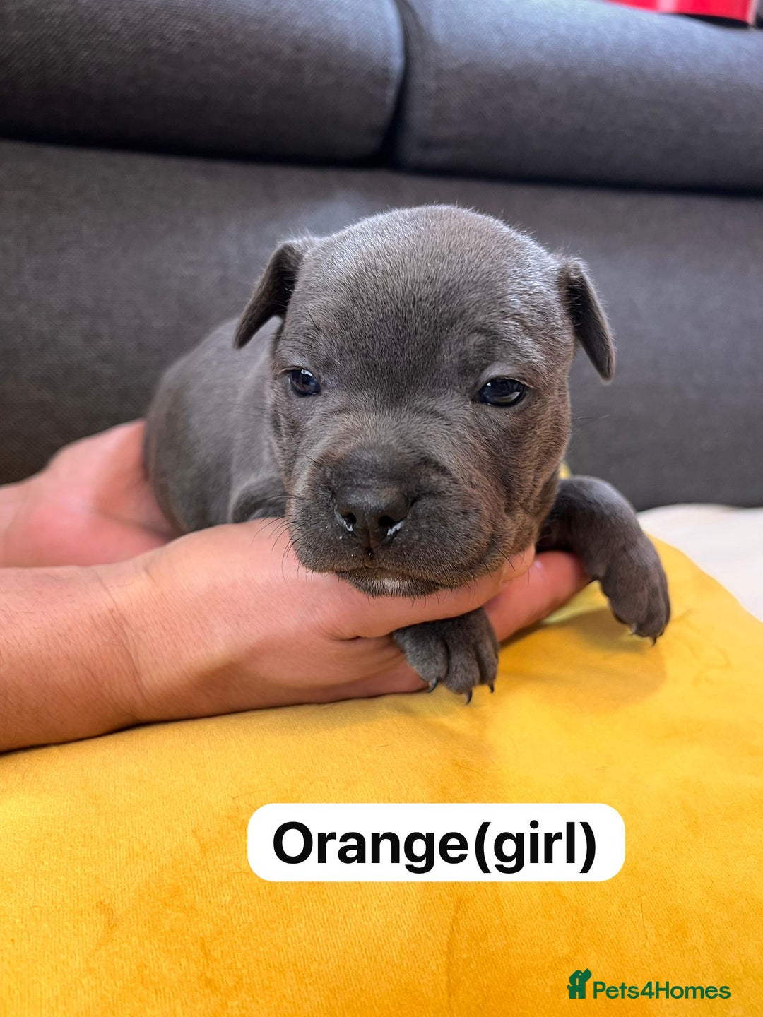 Staffordshire Bull Terrier dogs for sale:   Champion-KC.Reg.Blue Staffordshire Bull Terrier  - Image 15