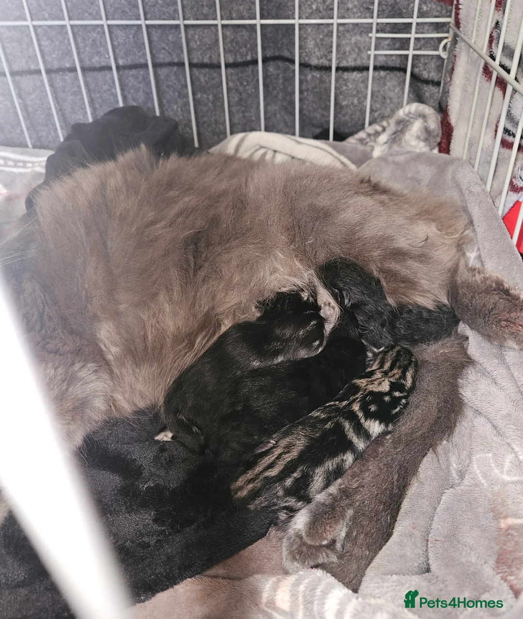 British Shorthair cats for sale: Beautiful kittens  - Advert 2