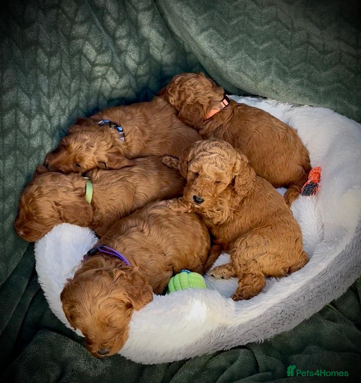 Cockapoo dogs F1B Cockapoo Puppies - Advert 2