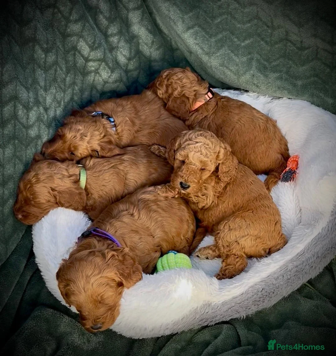 Cockapoo dogs for sale: F1B Cockapoo Puppies - Advert 2