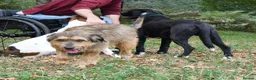 Mixed Breed dogs for adoption: Mursi  - Advert 7