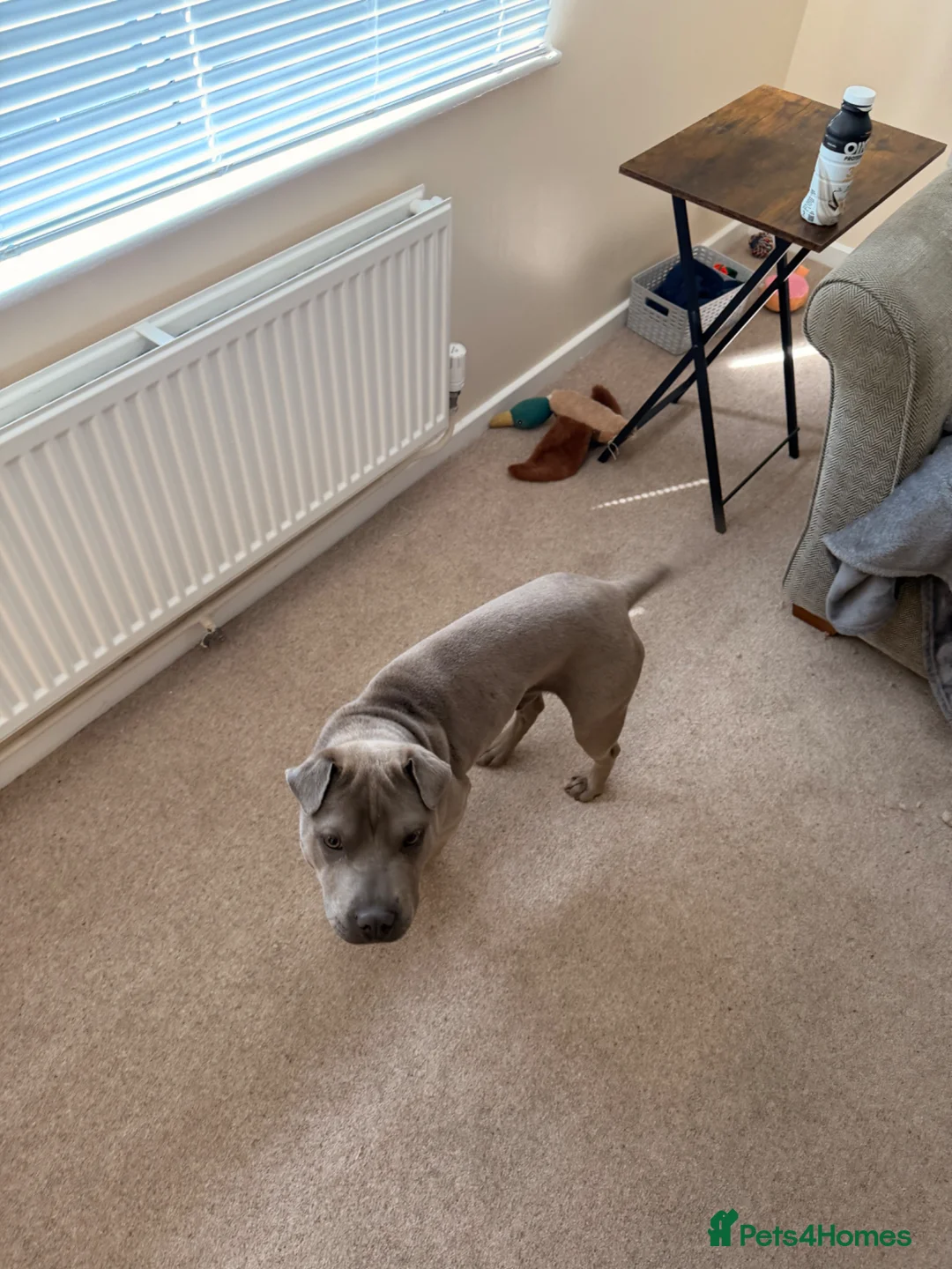 Mixed Breed dogs for sale: Staffy x Shar pei - Advert 2