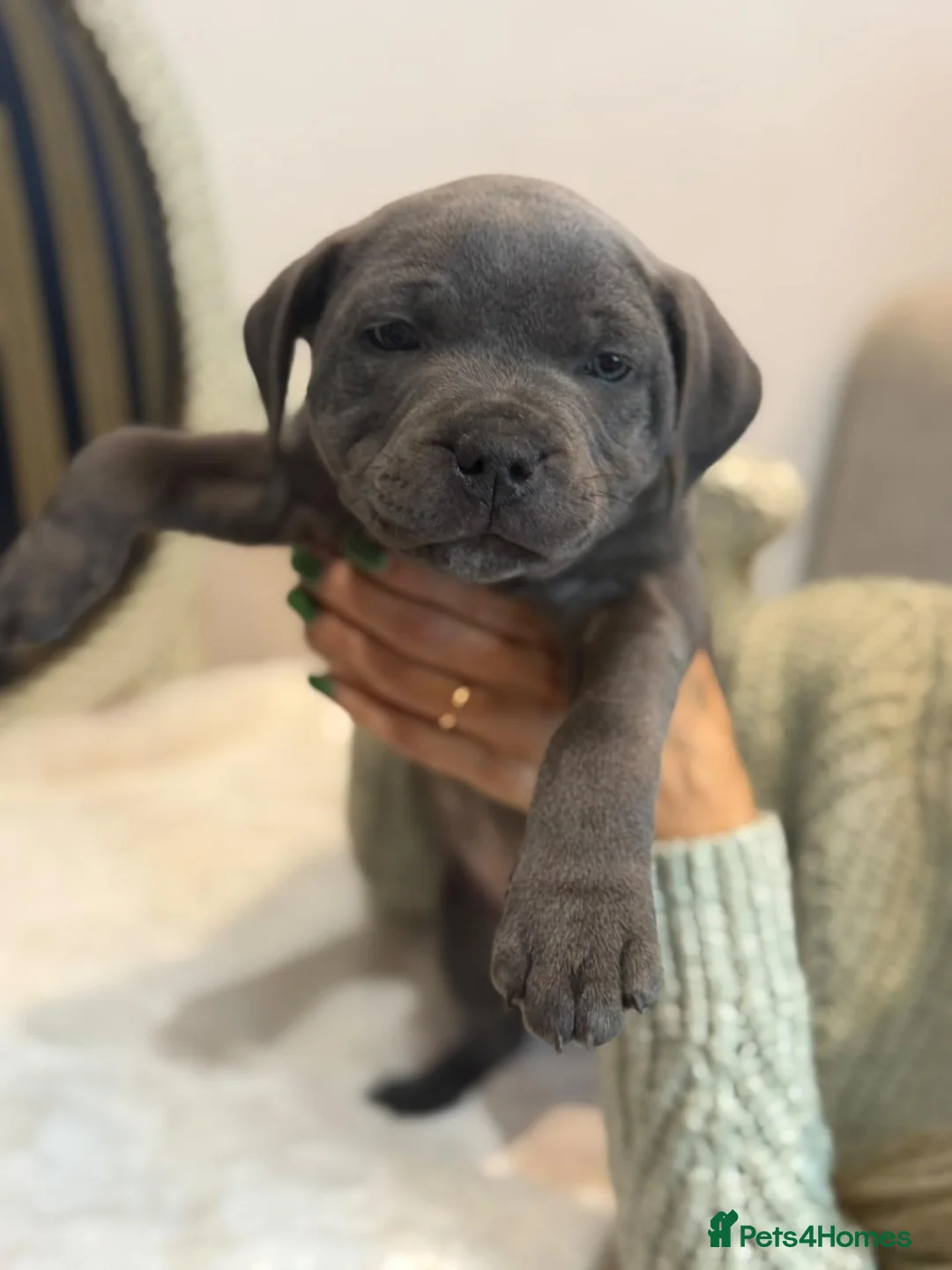 Staffordshire Bull Terrier dogs for sale: Premium RKC Staffordshire Bull Terrier Puppies 3 in Peterborough - Advert 2