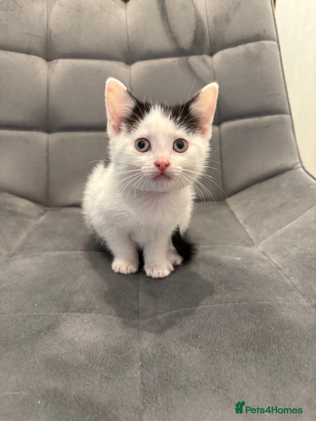 Mixed Breed cats for sale: Kittens for sale - Advert 5