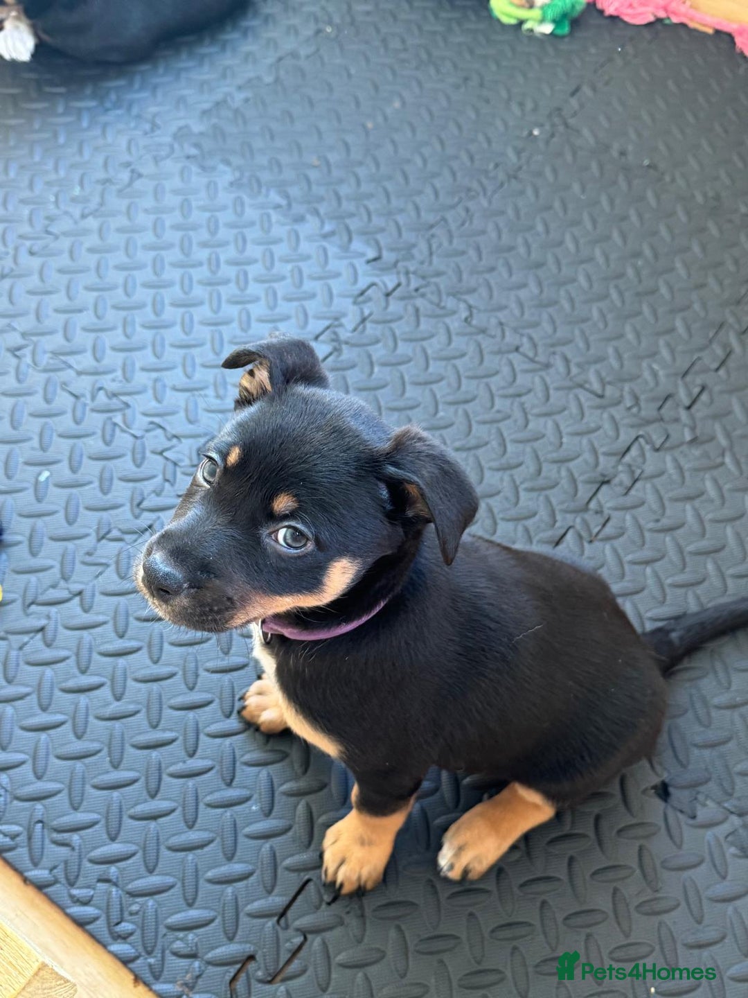 Mixed Breed dogs for sale: Australian Kelpie (75%) x Huntaway (25%) Puppies - Advert 3